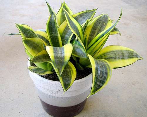 室内净化空气吸附甲醛的绿色植物有哪些？