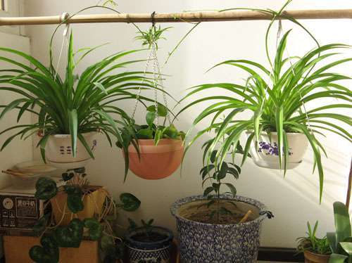 除甲醛利器  植物去除室内气味