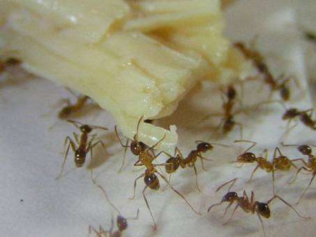 家里有蚂蚁怎么办 快速除蚁方法