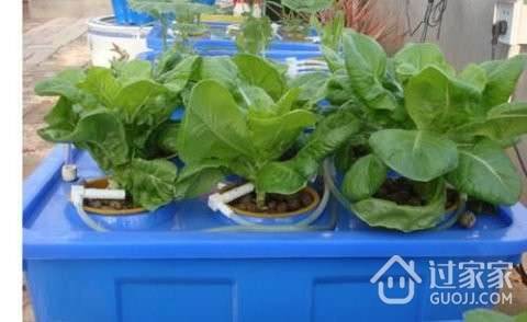 阳台种菜培养土的种类及配置方法