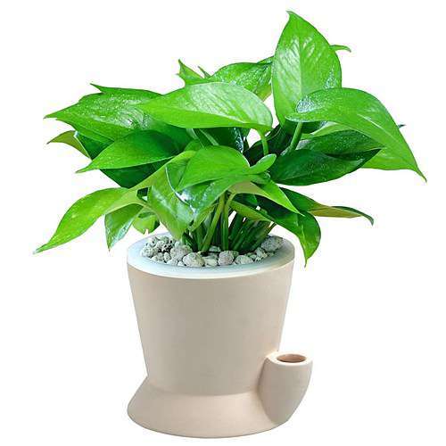 常见20种净化空气的室内植物