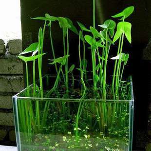 水生植物怎么养 养殖必备技能